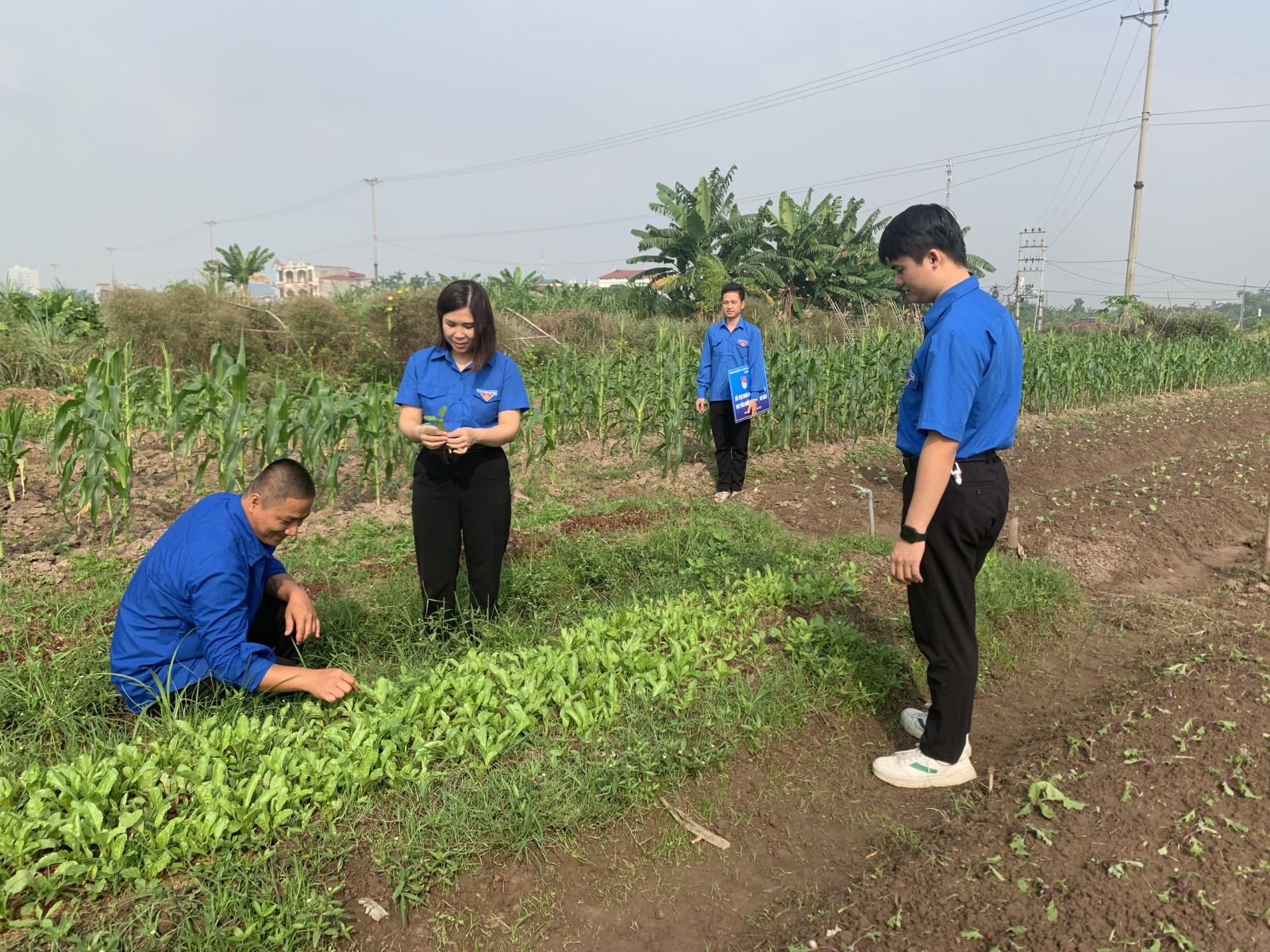 Đội tri thức trẻ tình nguyện chuyển giao khoa học kỹ thuật trồng và chăm sóc rau củ sạch hữu cơ cho đoàn viên thanh niên năm 2023