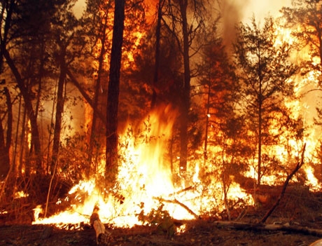 Khói bụi cháy rừng là sát thủ với nhân loại
