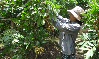 Hưng Yên: Triển vọng mùa nhãn