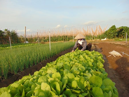 Phụ nữ thành phố Hưng Yên tham gia xây dựng nông thôn mới