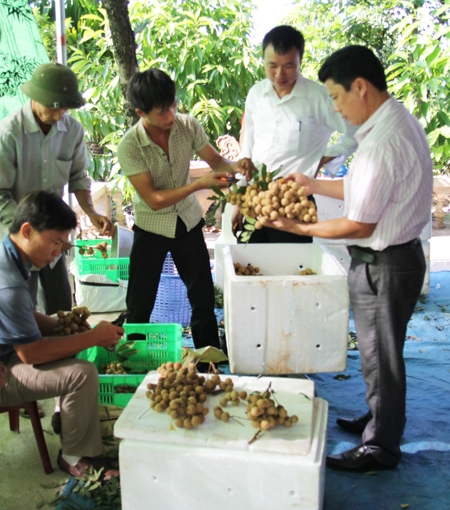 1,5 tấn nhãn Hưng Yên đầu tiên xuất khẩu sang Hoa Kỳ