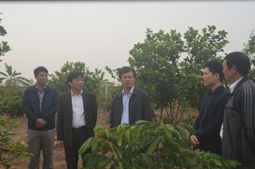 Phó Chủ tịch UBND tỉnh Nguyễn Duy Hưng  thăm mô hình  trồng Cam Bố Hạ của đoàn viên thanh niên
