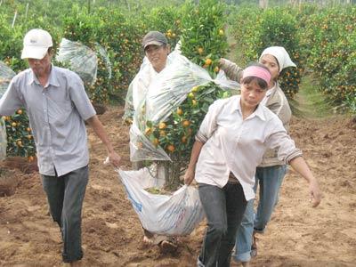 Hàng ngàn nông dân lao đao vì quất